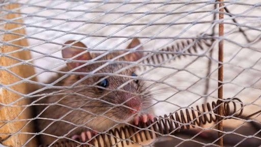 Do you require professional rodent control companies?